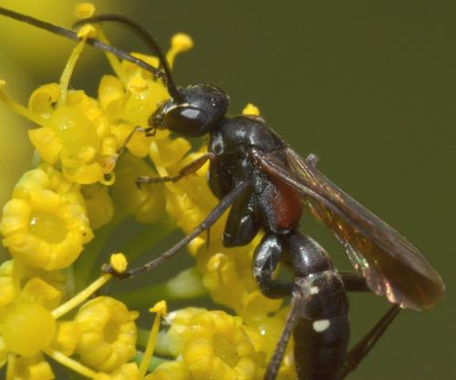 Cryptocheilus fabricii
