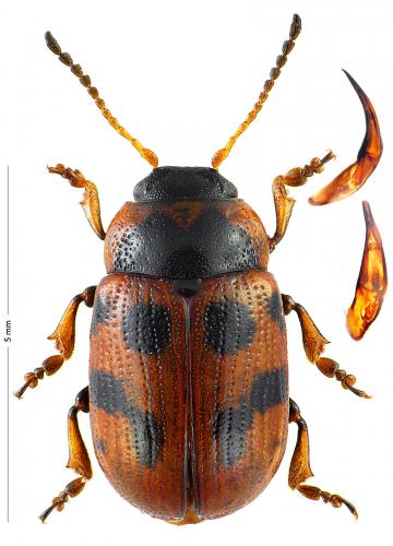 Gonioctena nivosa