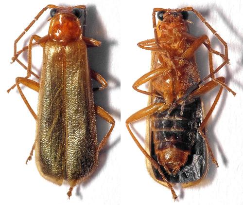 Rhagonycha translucida