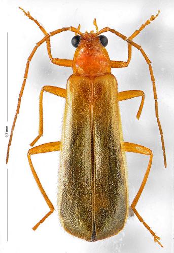 Rhagonycha translucida