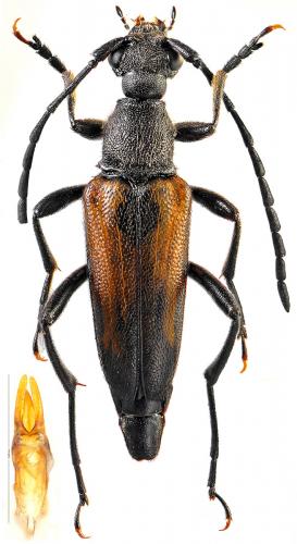 Anastrangalia sanguinolenta