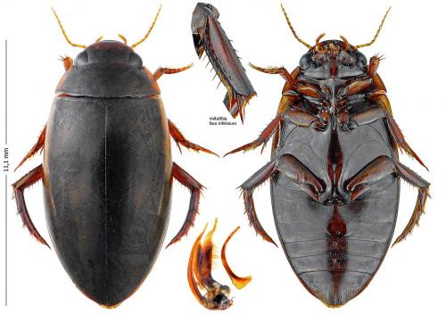 Ilybius fuliginosus