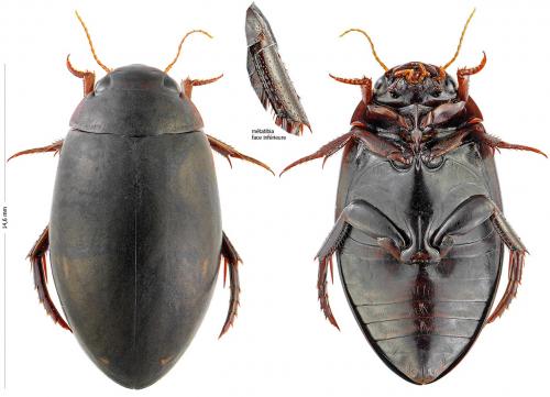 Réf. 129 256 : Ilybius ater