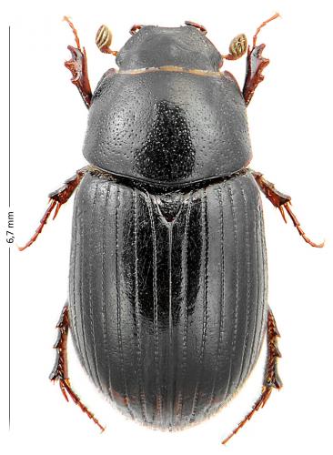 Agrilinus constans