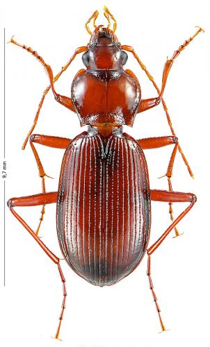 Nebria castanea