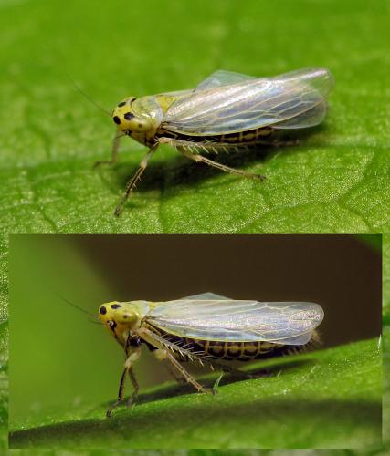 Réf. 129 817 : Cicadula (persimilis-quadrinotata)