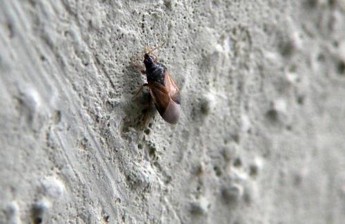 Réf. 129 224 : Orius sp.