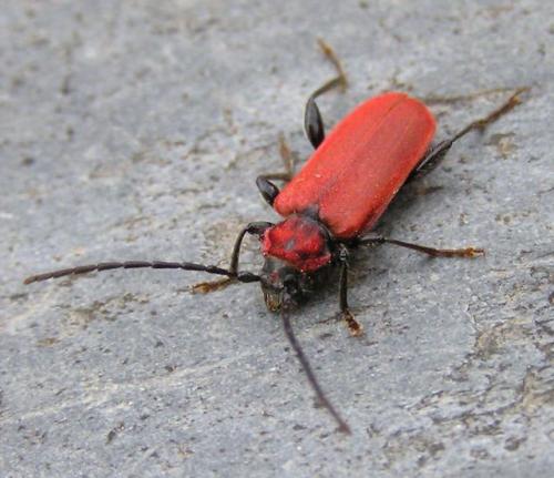 Pyrrhidium sanguineum