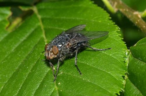 Calliphora vicina
