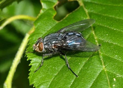 Calliphora vicina