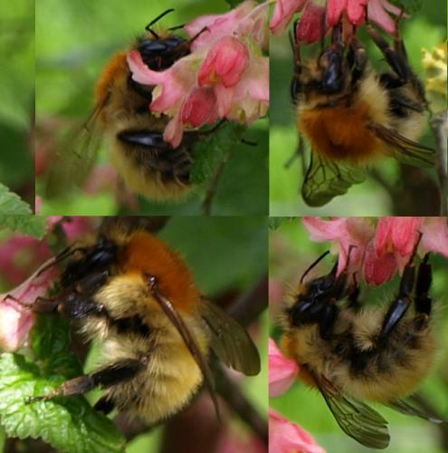 Bombus sp.