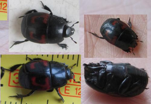 Hister quadrimaculatus