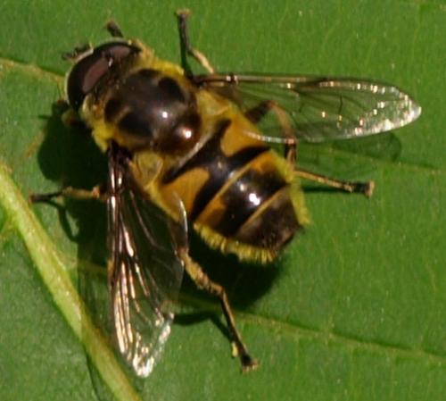 Myathropa florea