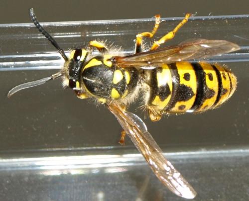 Vespula germanica