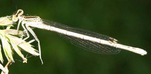Platycnemis acutipennis