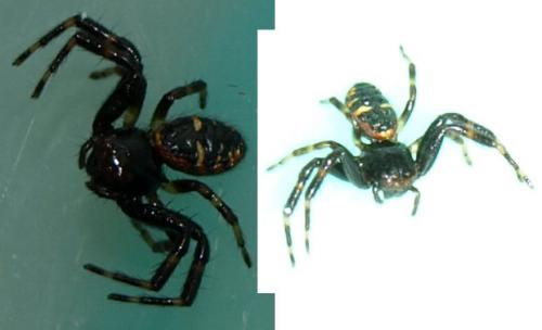 Synema globosum