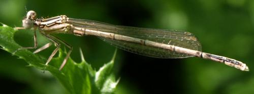 Platycnemis pennipes