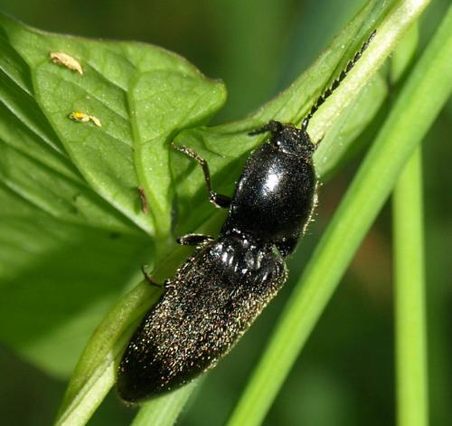 Réf. 129 081 : Hemicrepidius sp.