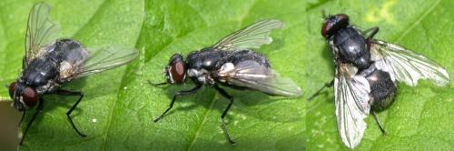 Morellia sp.