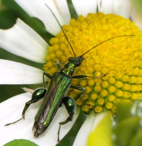 Oedemera nobilis