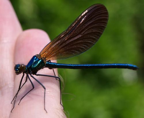 Réf. 129 486 : Calopteryx virgo