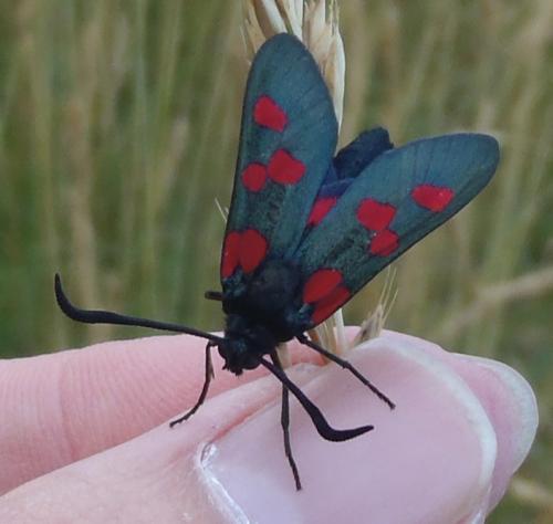 Réf. 129 487 : Zygaena trifolii
