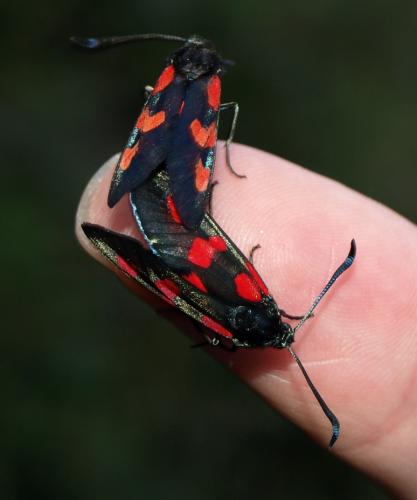 Zygaena trifolii