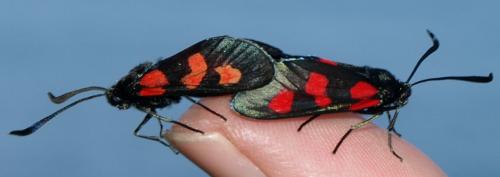 Zygaena trifolii