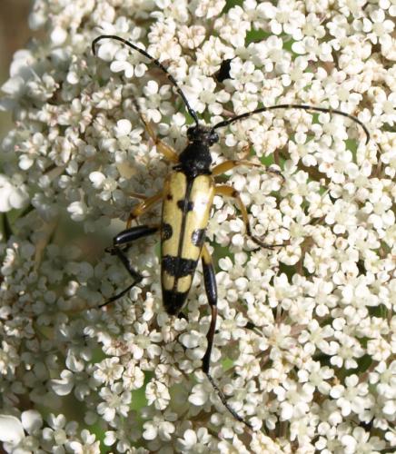 Rutpela maculata
