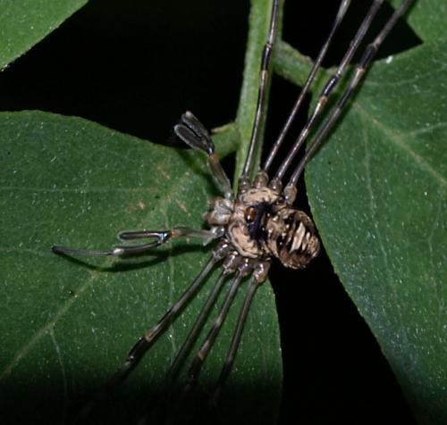 Réf. 129 545 : Dicranopalpus ramosus