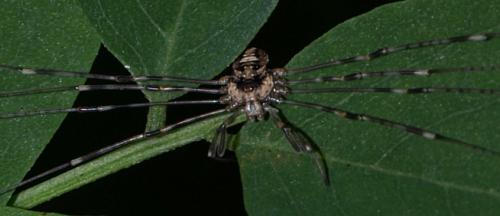 Dicranopalpus ramosus
