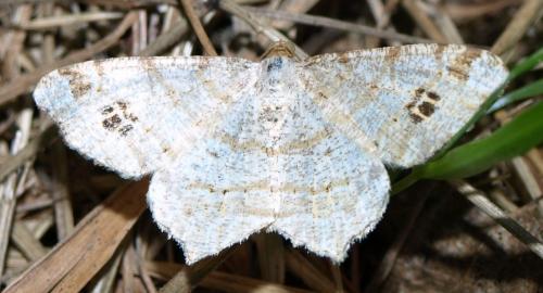 Réf. 129 543 : Macaria notata