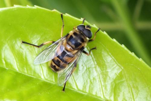 Réf. 129 174 : Myathropa florea