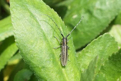 Agapanthia sp.
