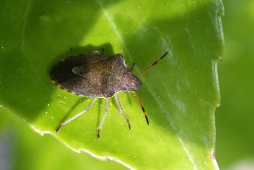 Peribalus strictus vernalis