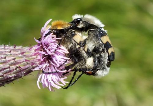 Trichius sp.