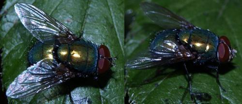 Lucilia sp.