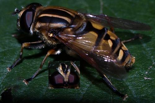 Helophilus pendulus