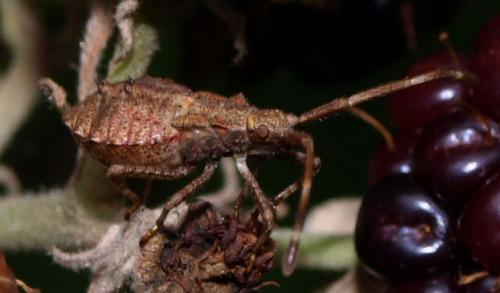 Réf. 129 745 : Coreus marginatus