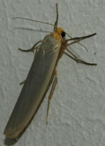 Réf. 129 755 : Eilema caniola