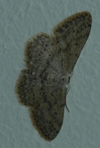Idaea seriata