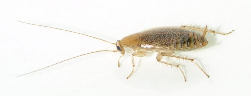 Réf. 129 794 : Planuncus vinzi