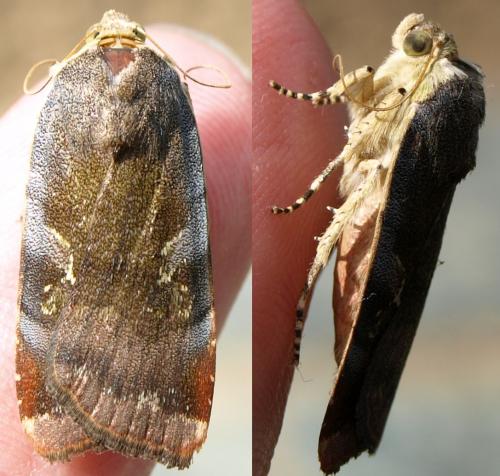 Noctua sp.