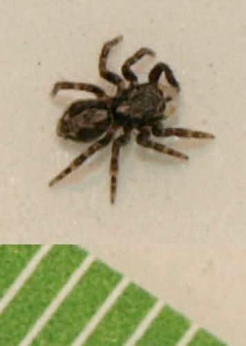 Pseudeuophrys lanigera