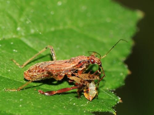 Réf. 129 329 : Himacerus mirmicoides