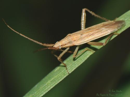 Stenodema laevigata