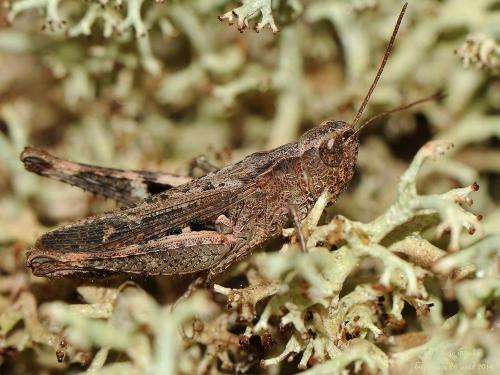 Réf. 129 292 : Chorthippus vagans vagans