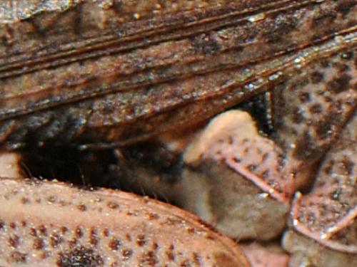Réf. 129 294 : Chorthippus vagans vagans