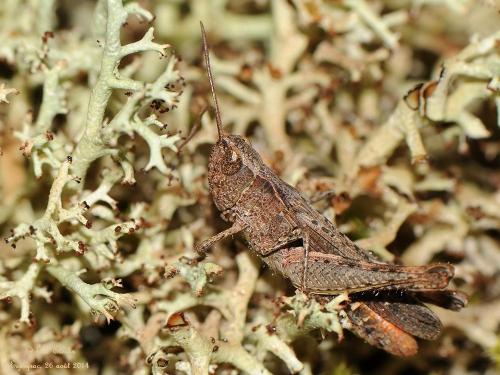 Réf. 129 293 : Chorthippus vagans vagans