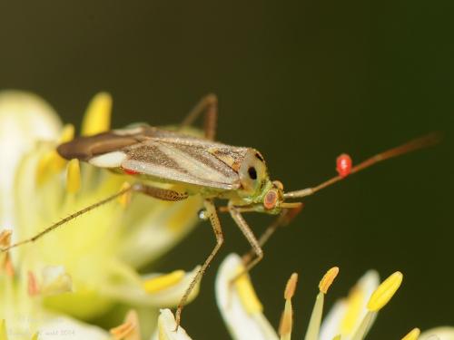 Réf. 129 004 : Adelphocoris lineolatus